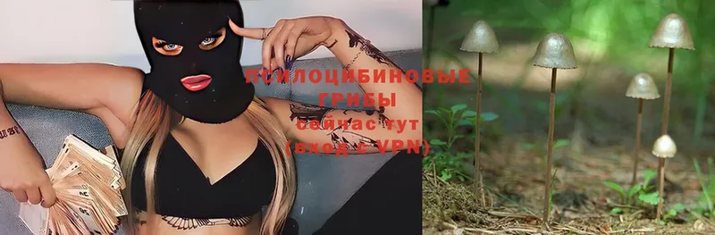 Псилоцибиновые грибы Psilocybe  цены   Уссурийск 